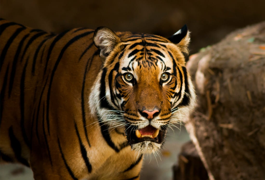 Kumarakom - Periyar Tiger Reserve