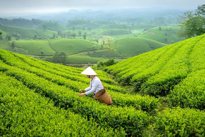 Munnar - Thekkady